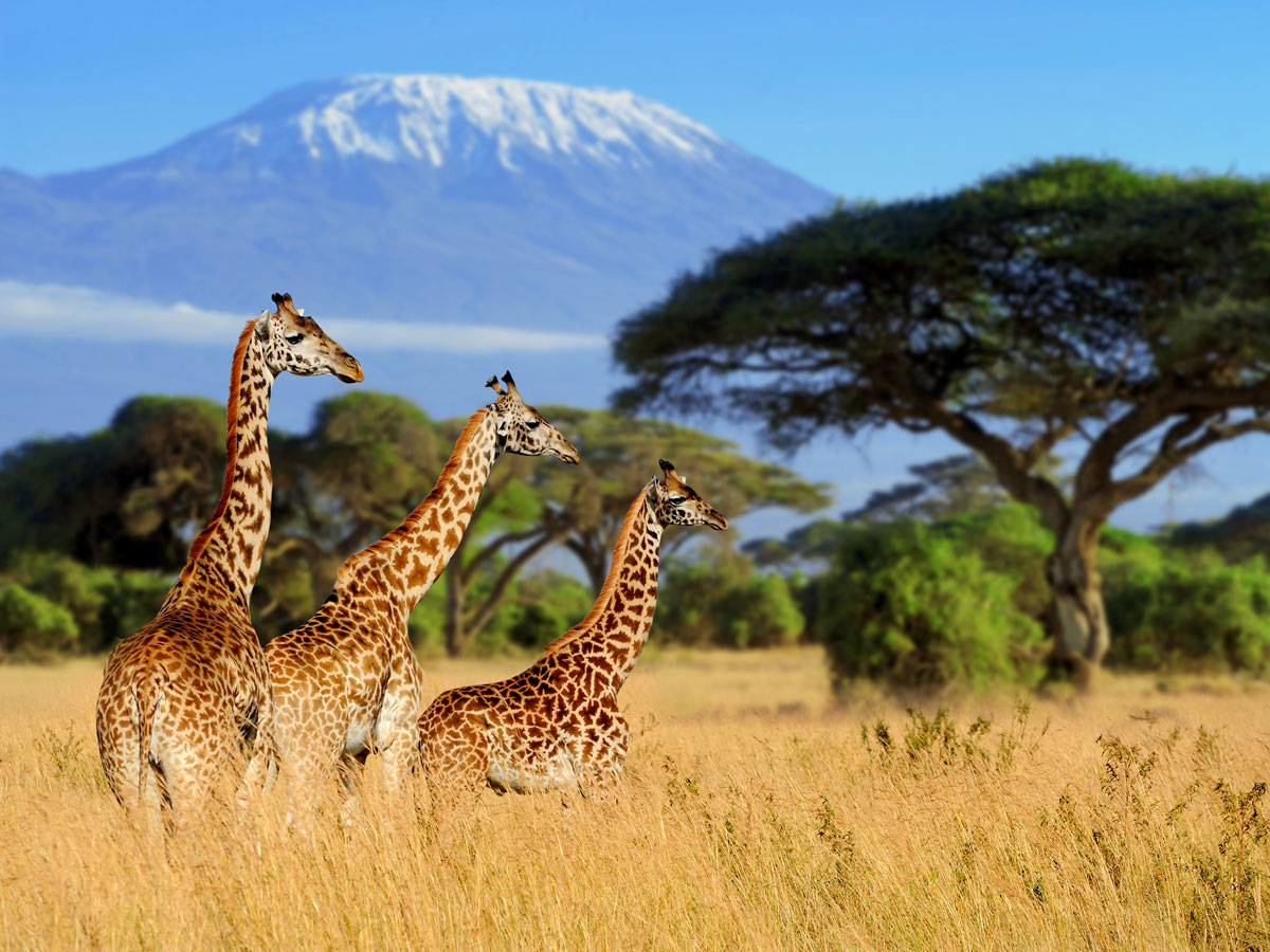 KILIMANJARO EXPEDITION 